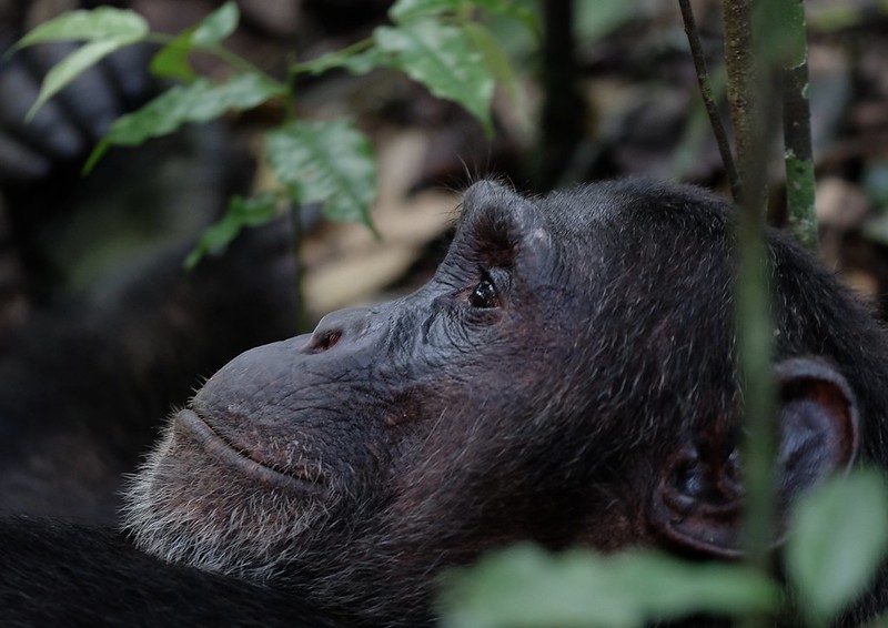 Chimpanzee Tracking