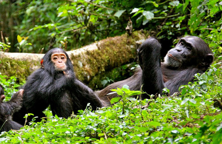 Chimpanzee Trekking