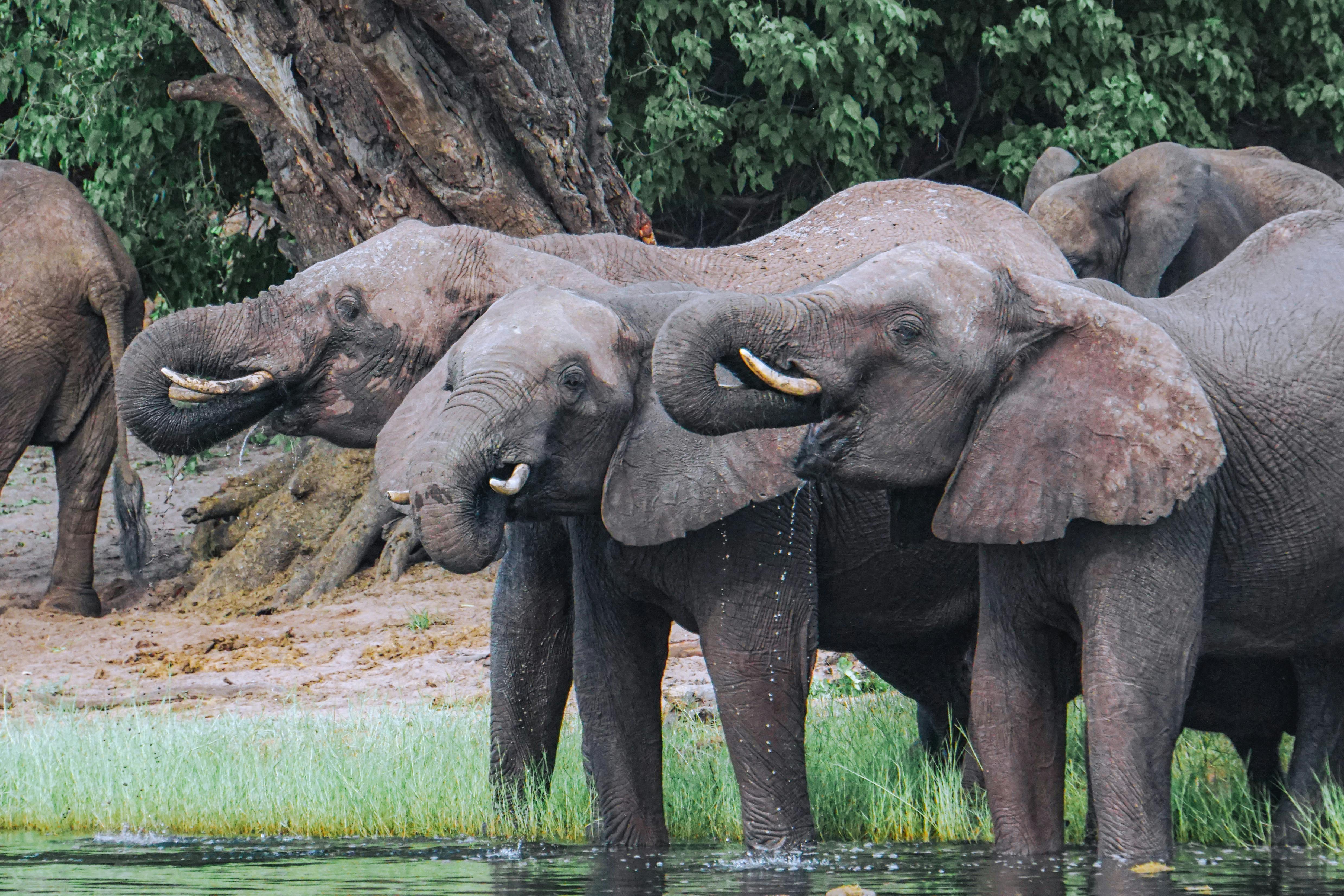 Chobe National Park