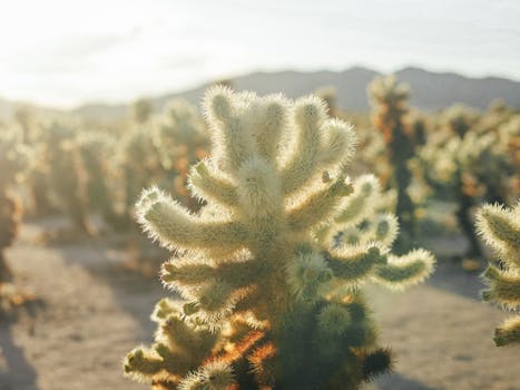 Cholla Cactus Garden