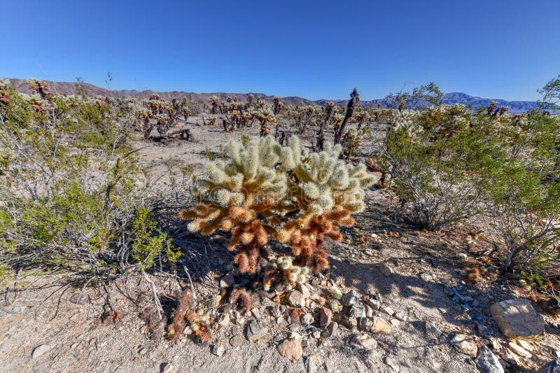 Cholla Cactus Garden