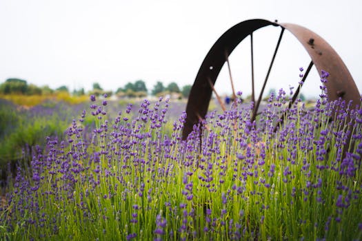 Clairmont Lavender Farm