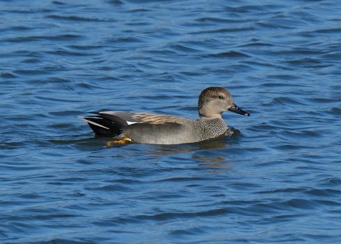 Clear Lake Waterfowl Management Area