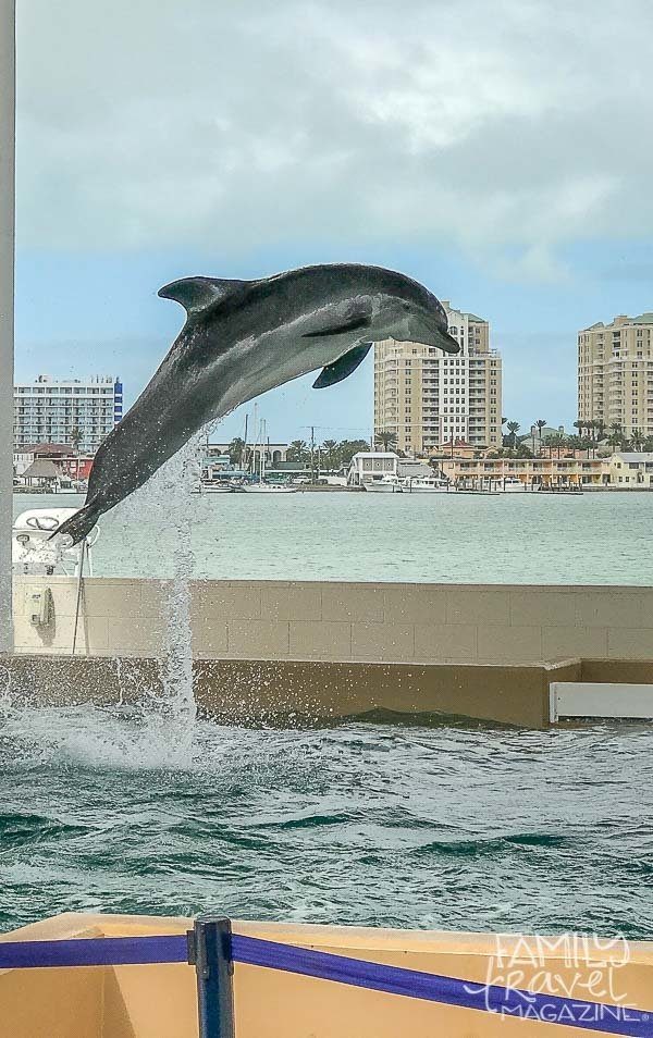 Clearwater Marine Aquarium