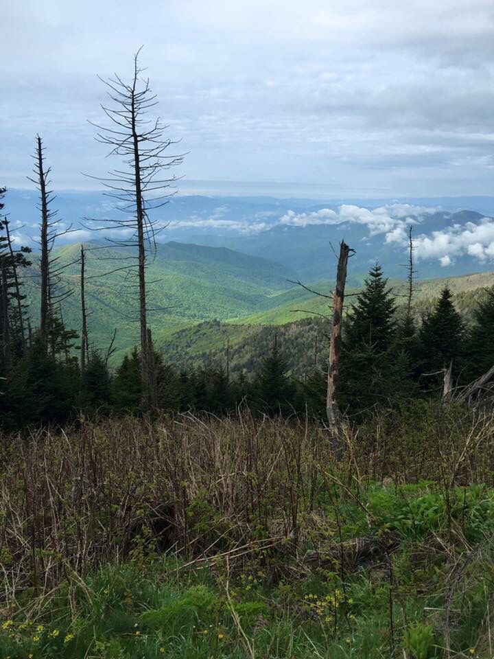 Clingmans Dome