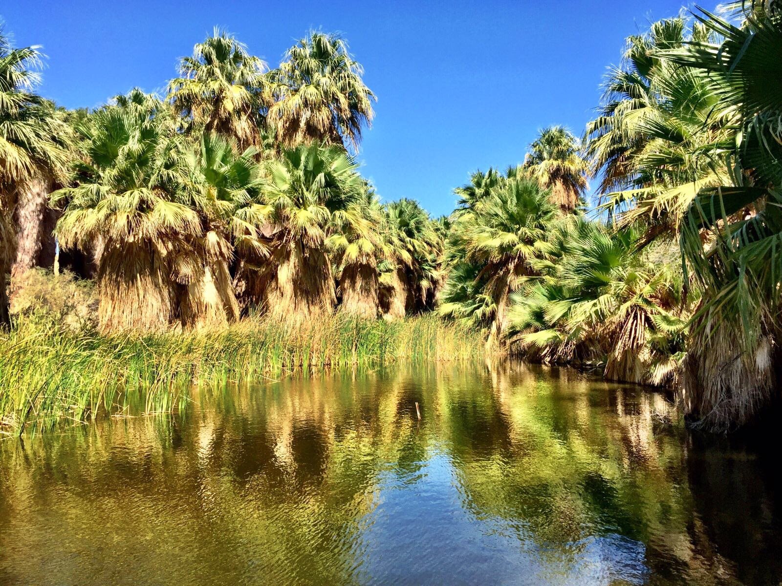 Coachella Valley Preserve