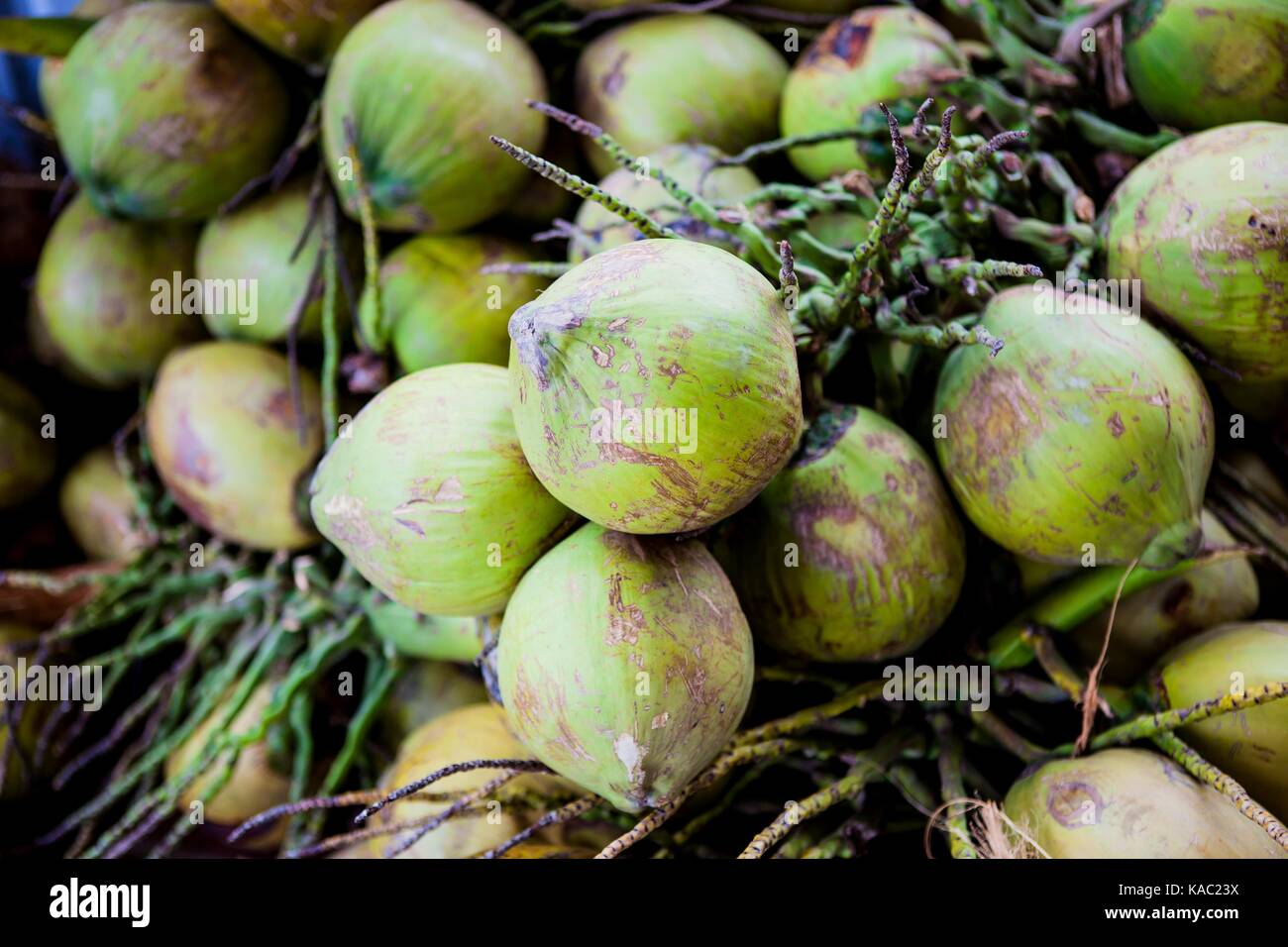 Coconut Candy Factories