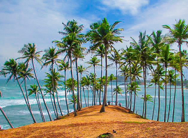 Coconut Tree Hill