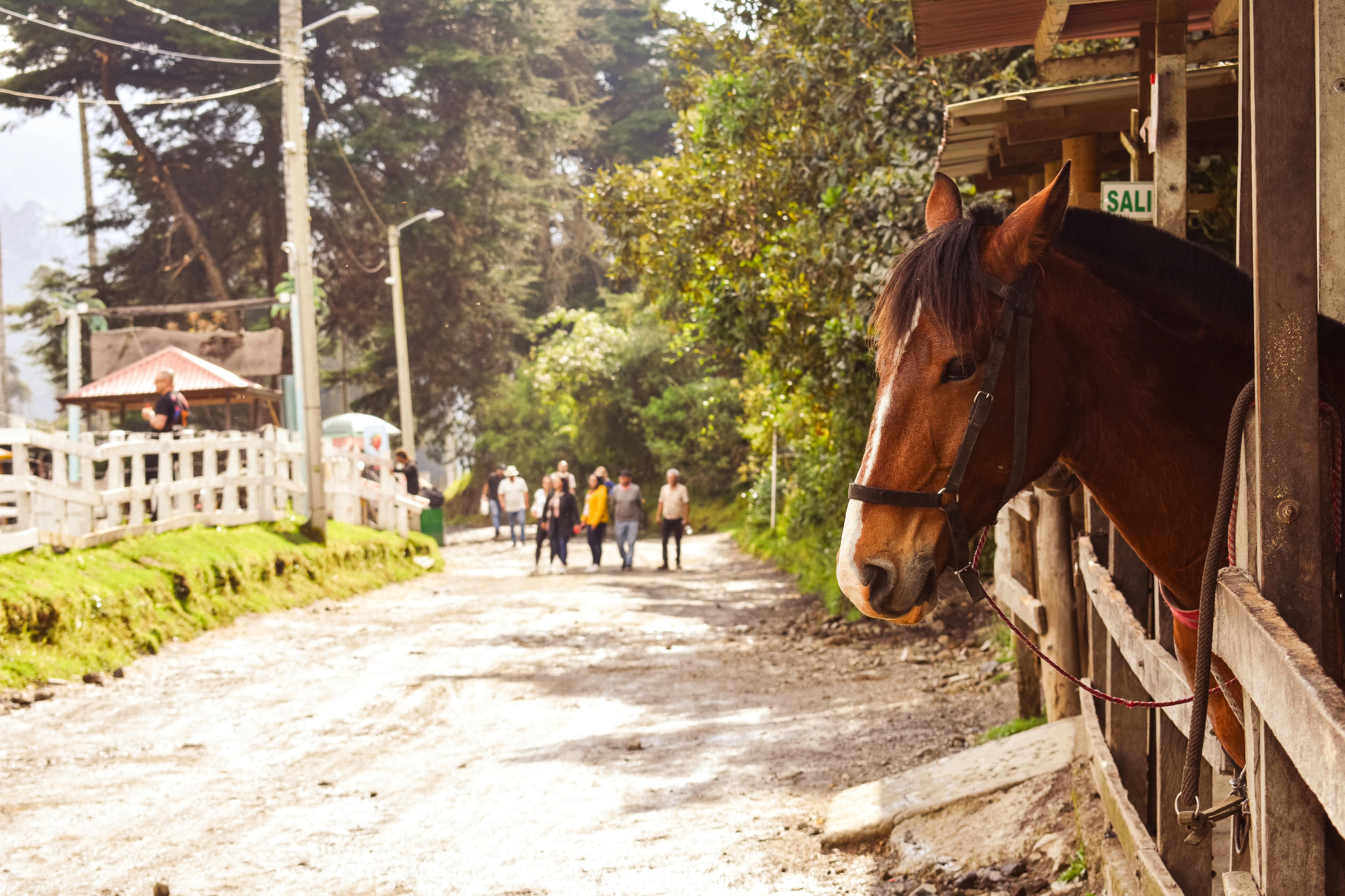 Cocora Valley