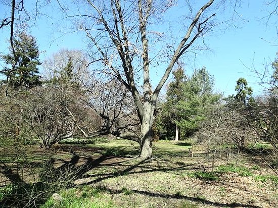 Coker Arboretum