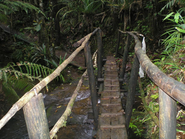 Colo-i-Suva Forest Park