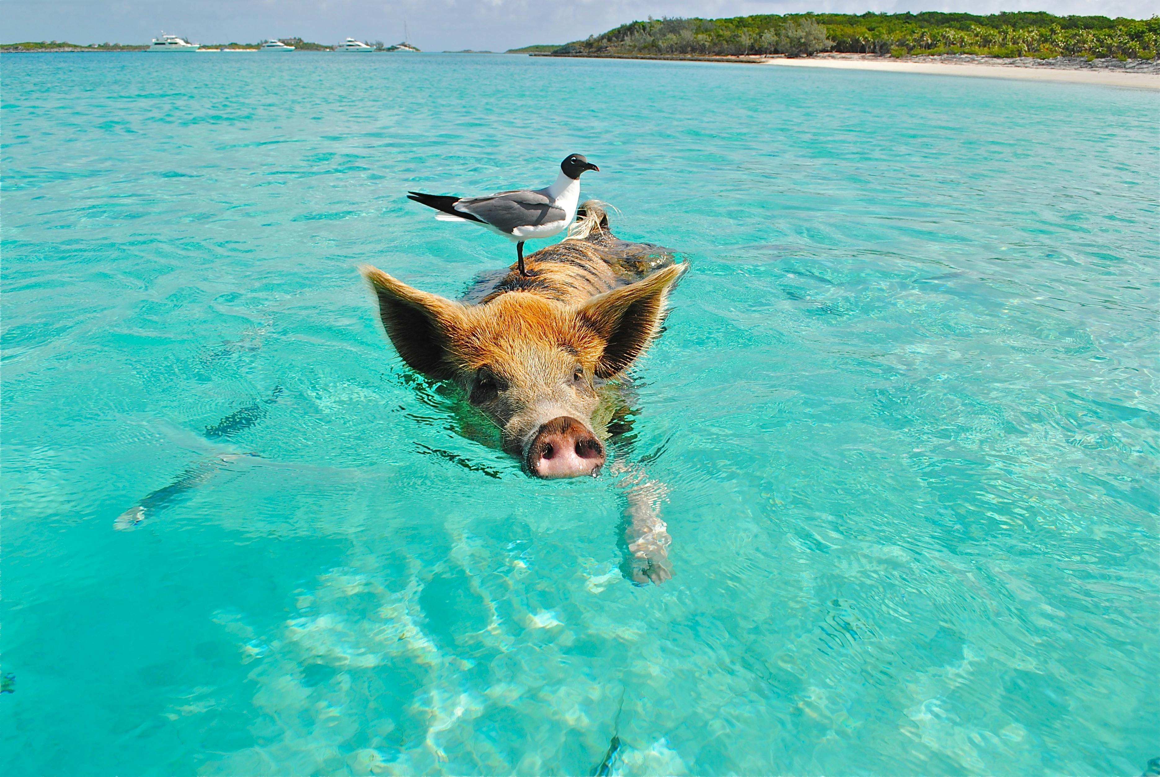 Compass Cay