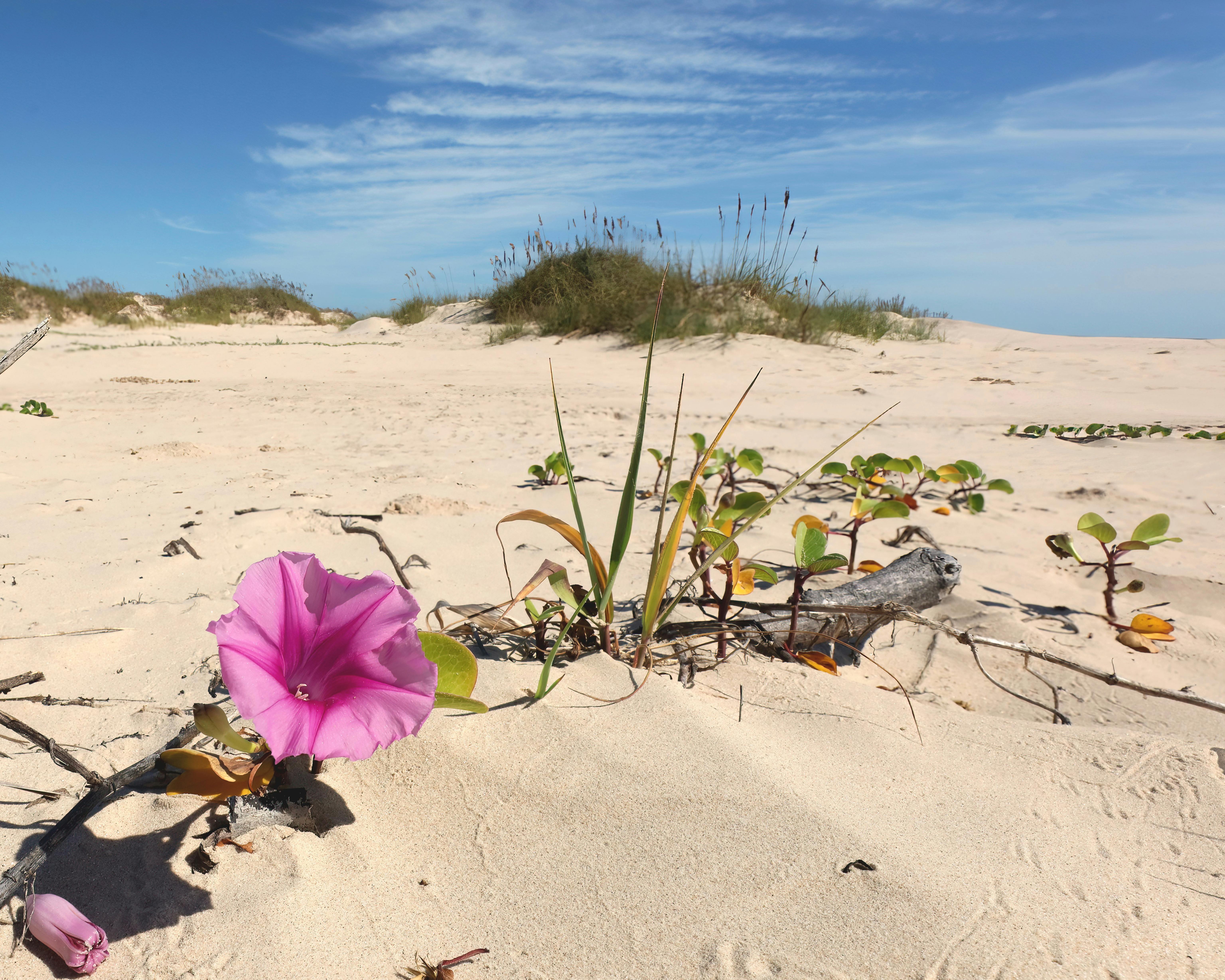 Coral Pink Sand Dunes State Park