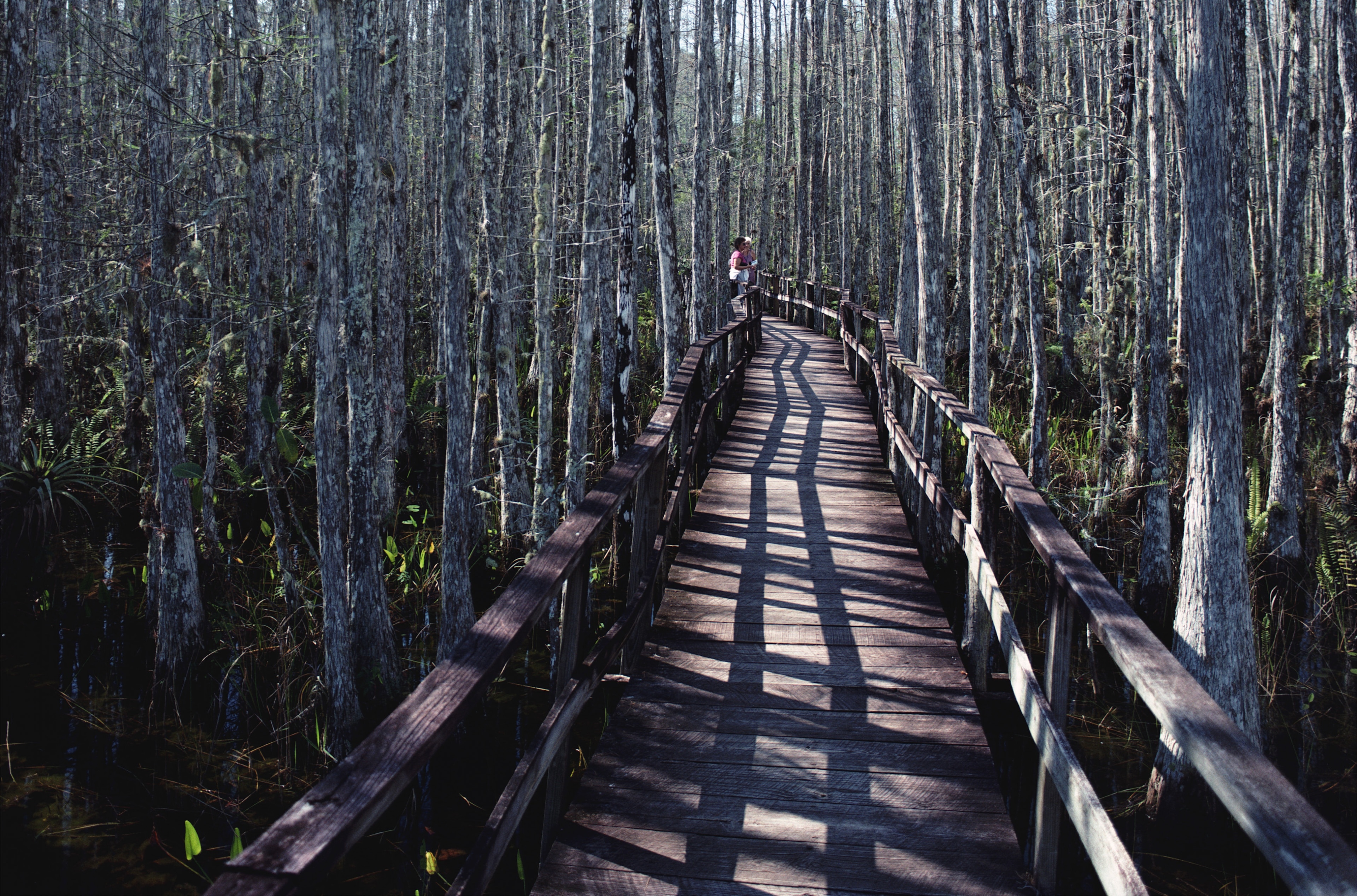 Corkscrew Swamp Sanctuary