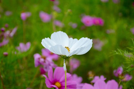 Cornell Botanic Gardens