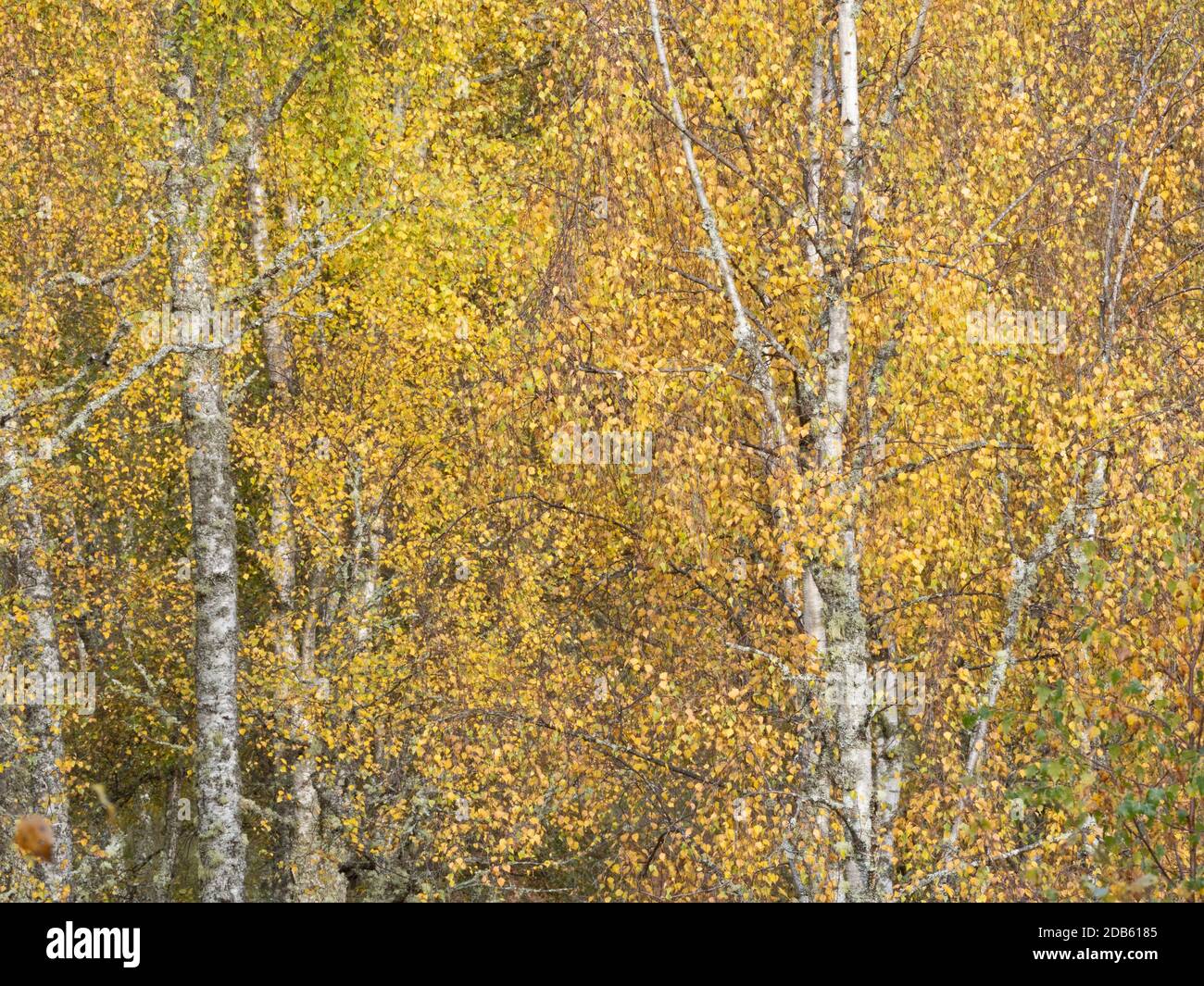 Craigellachie National Nature Reserve