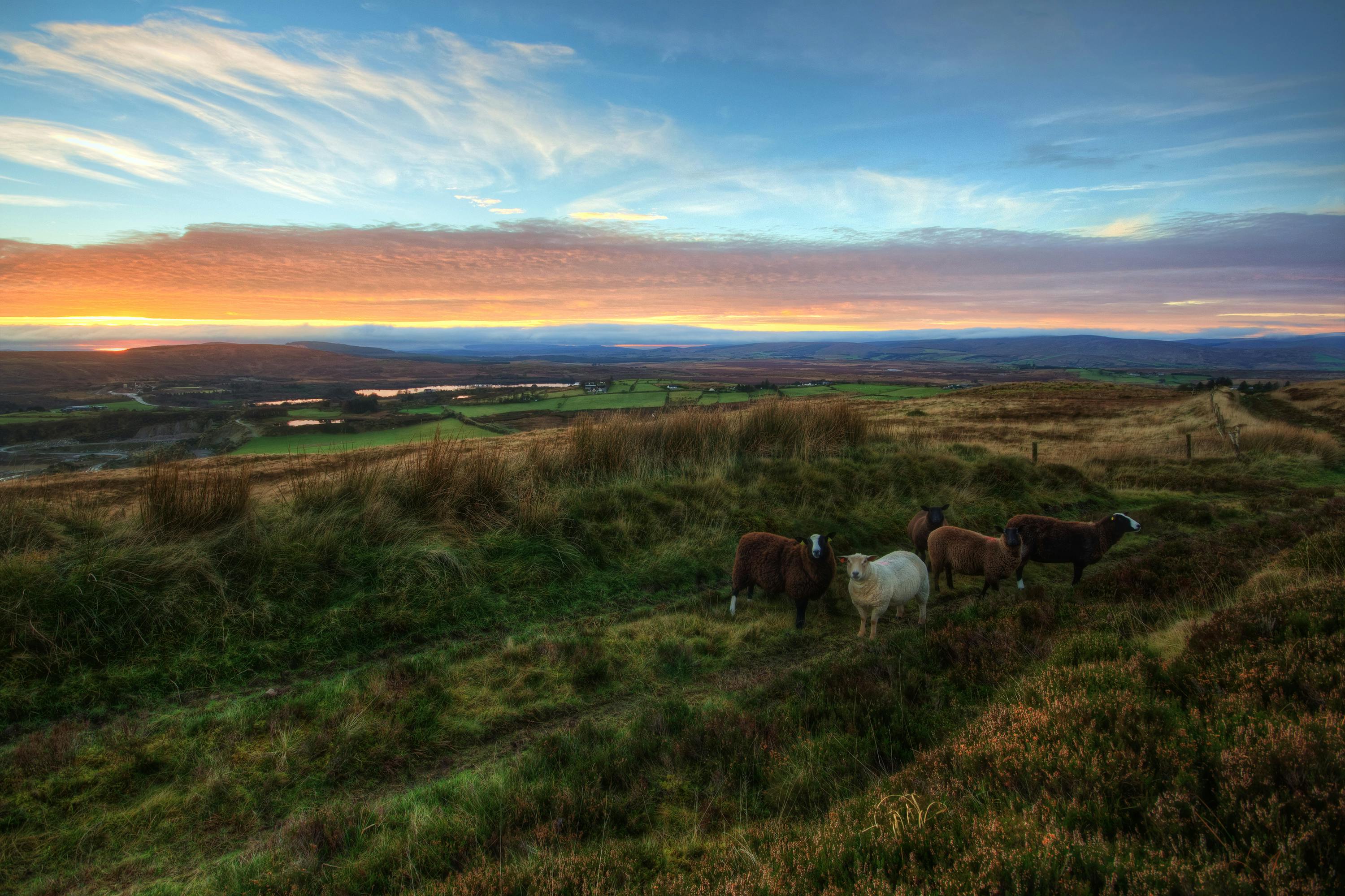 Crawfordsburn Country Park