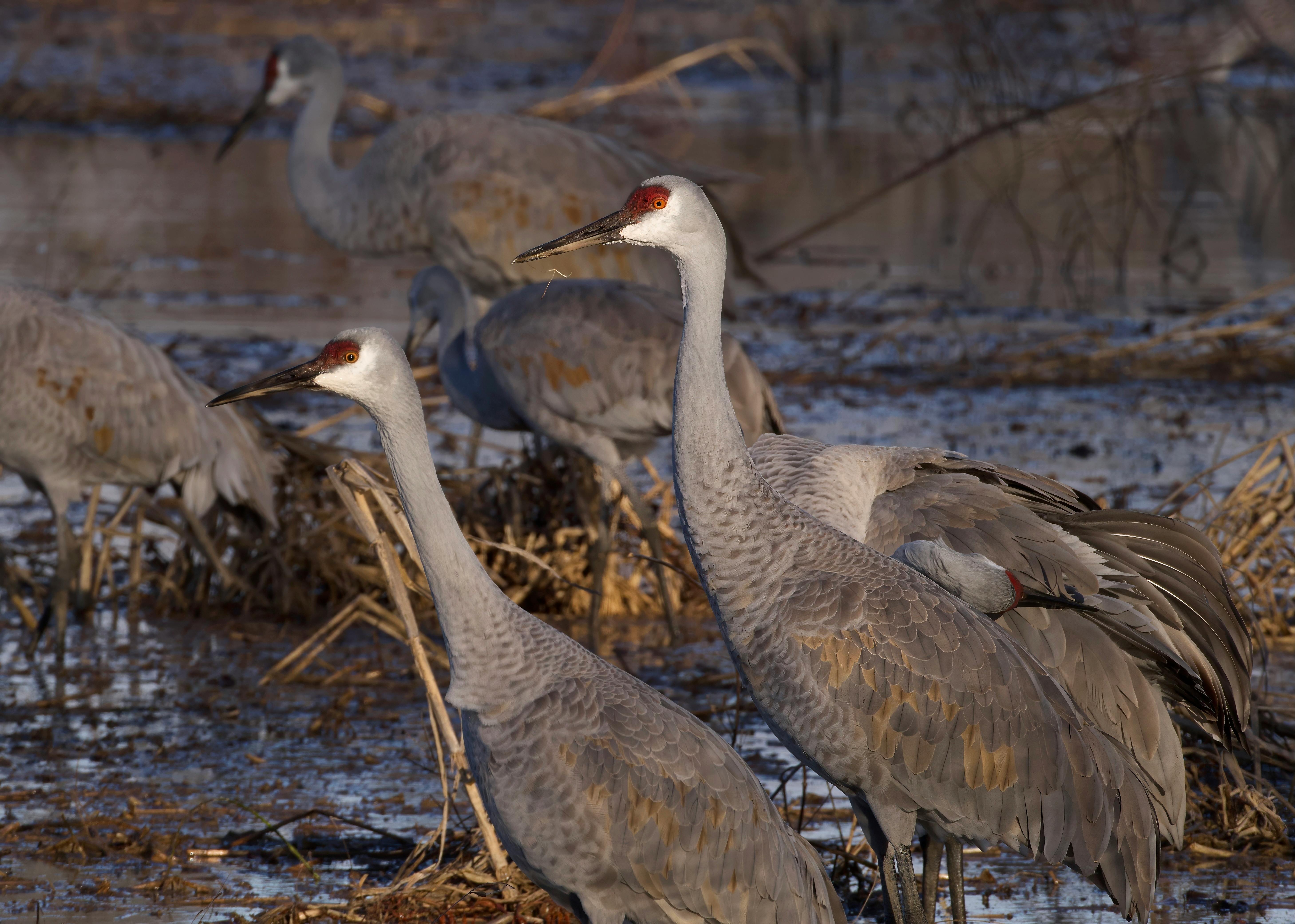 Creamer's Field Migratory Waterfowl Refuge