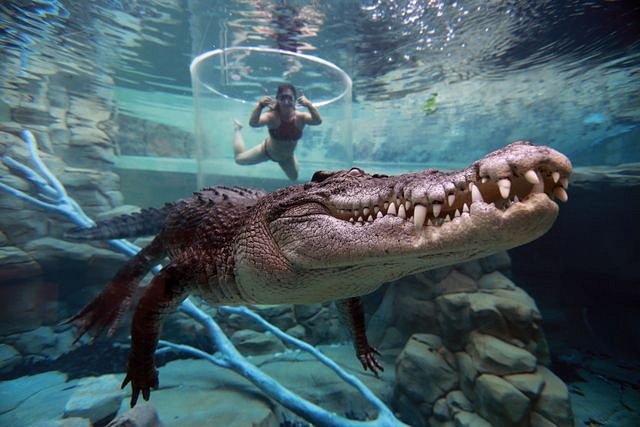 Crocosaurus Cove