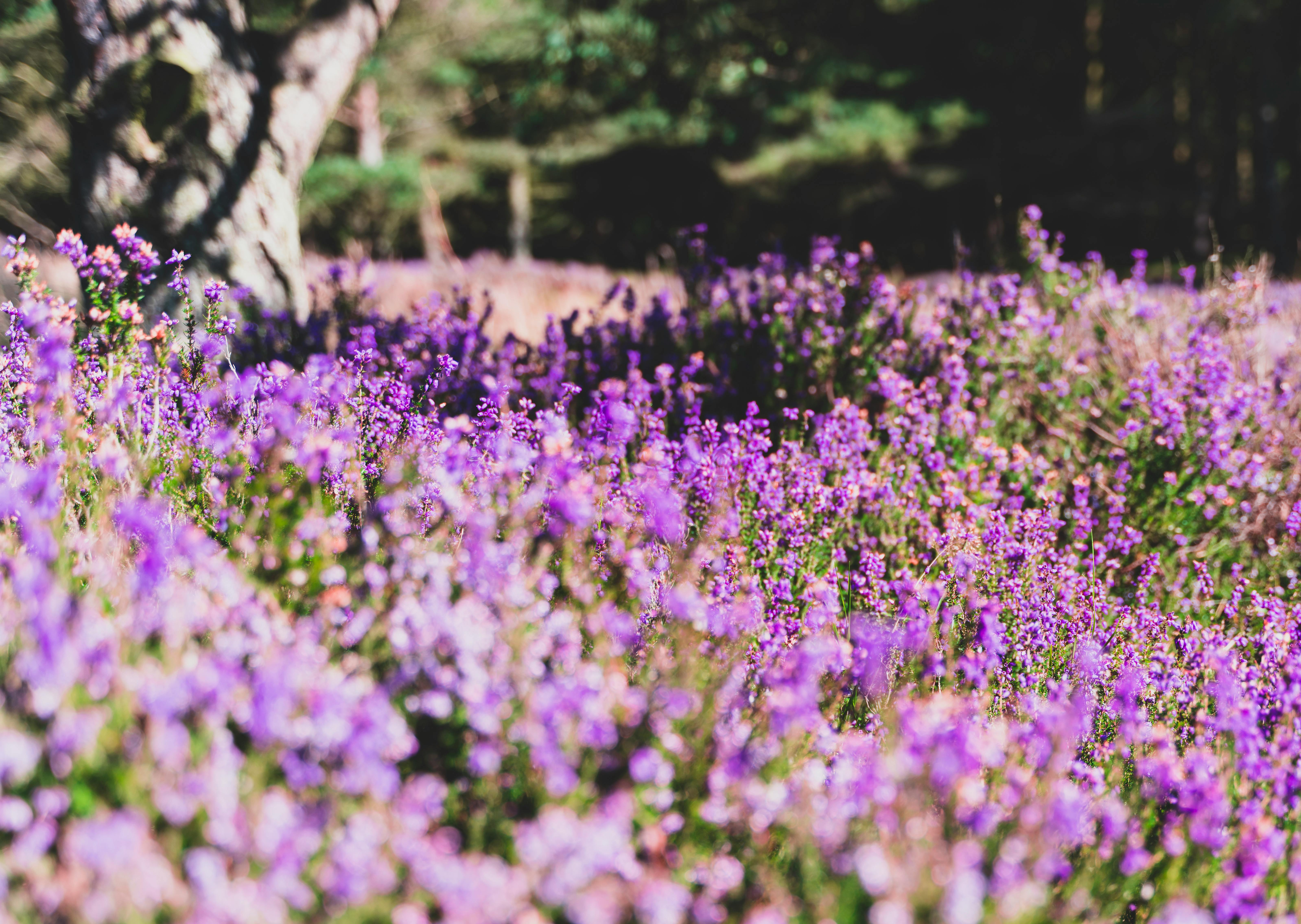 Cruickshank Botanic Garden