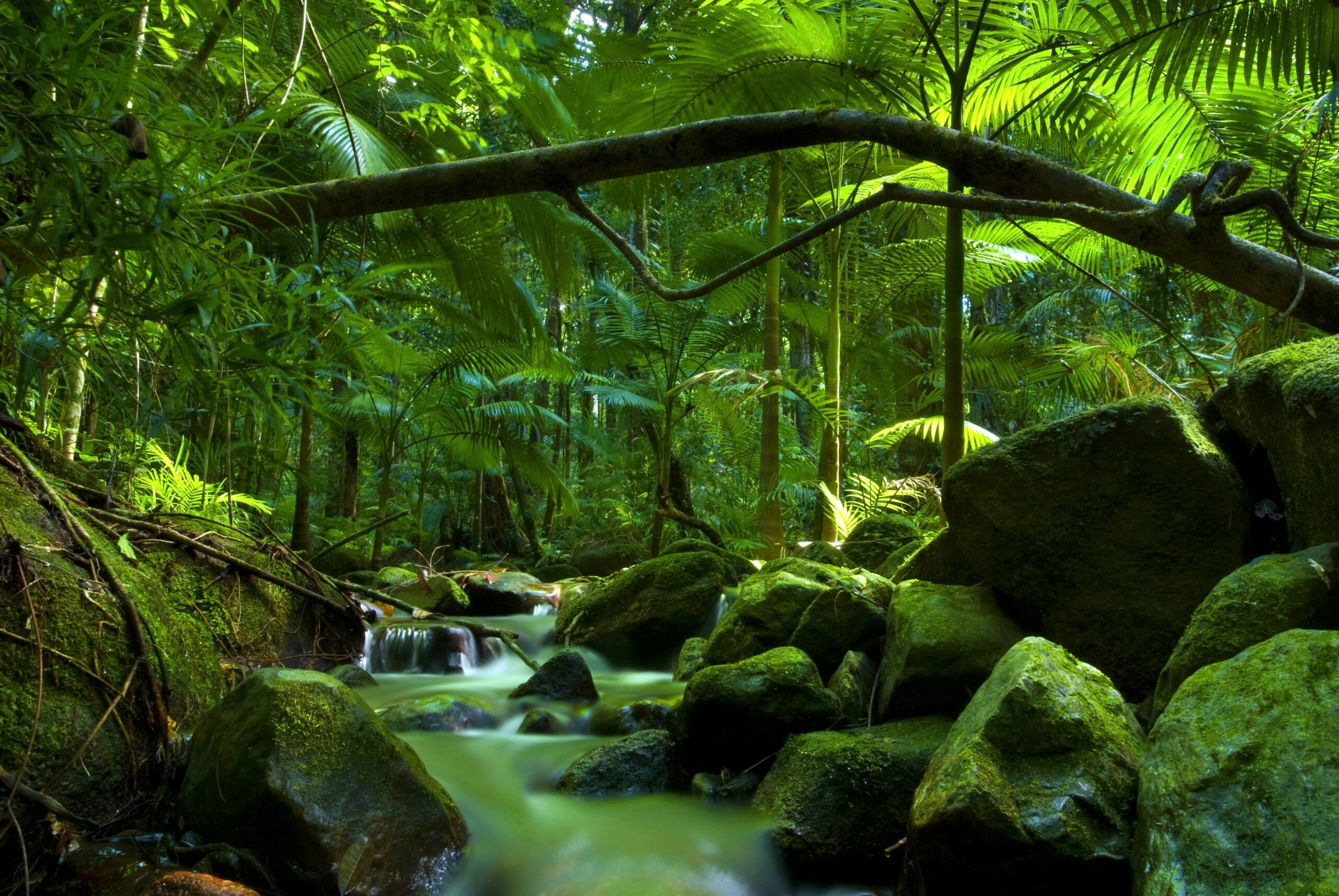 Daintree Rainforest