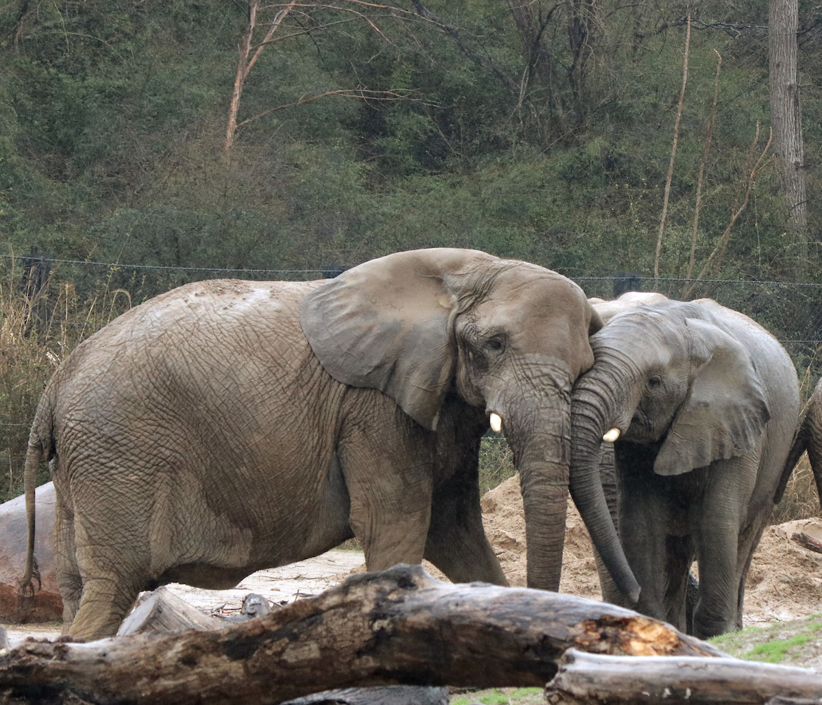 Dallas Zoo