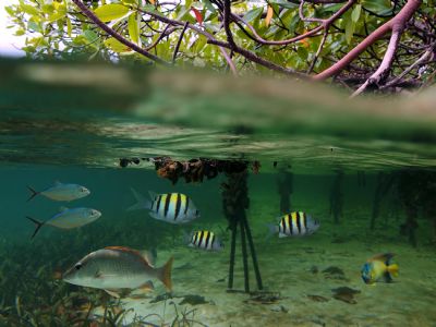 Damas Island Mangrove Ecotour