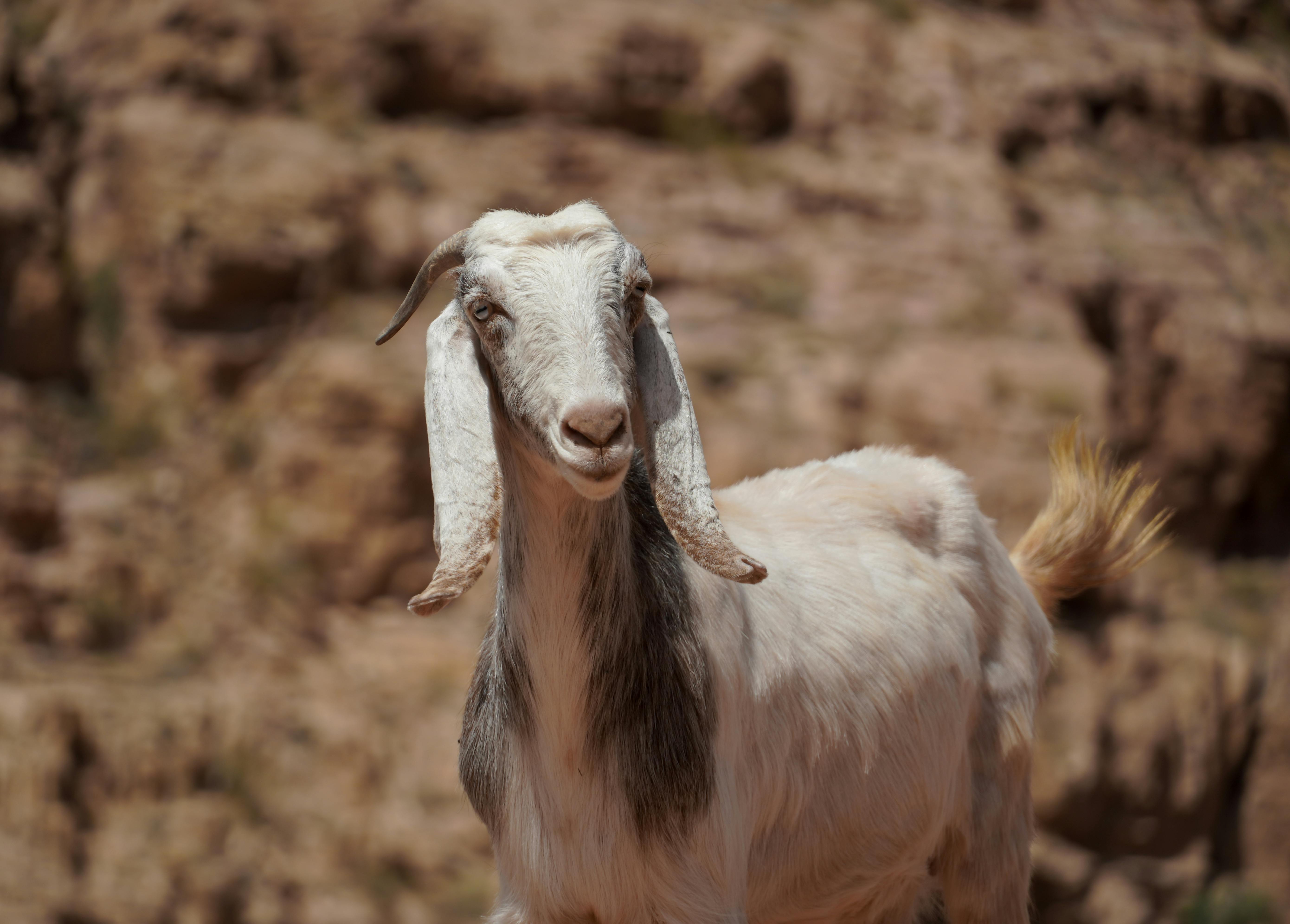 Dana Biosphere Reserve