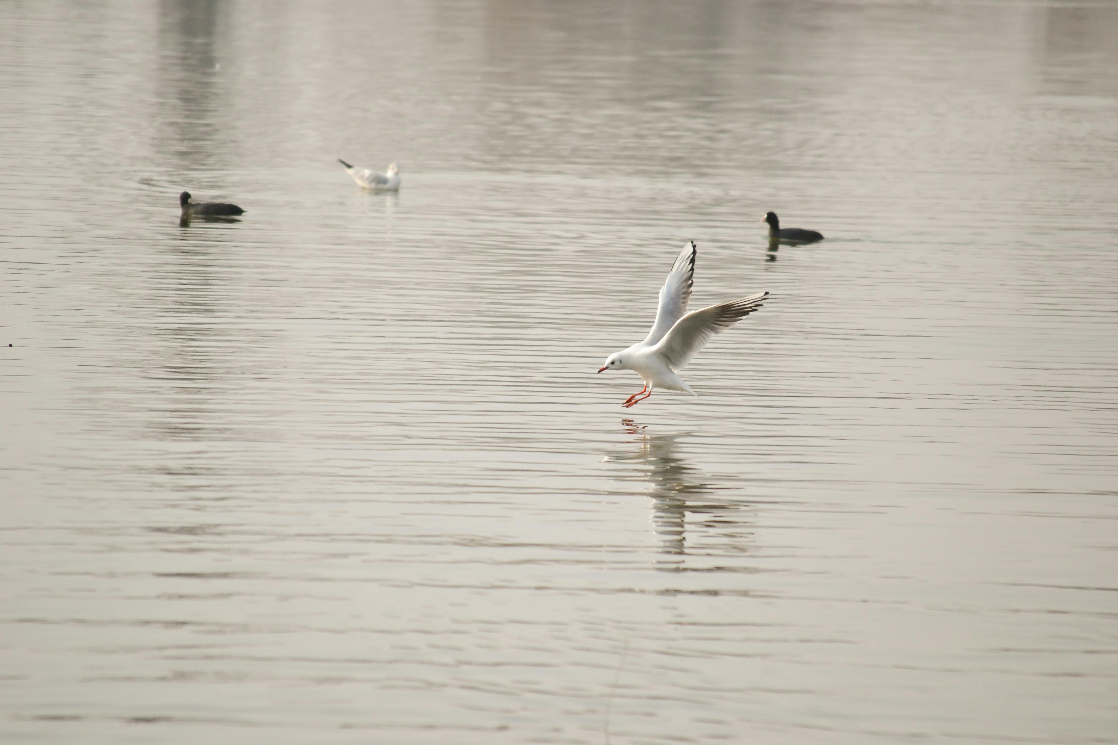 Danube Park