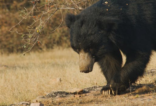 Daroji Sloth Bear Sanctuary