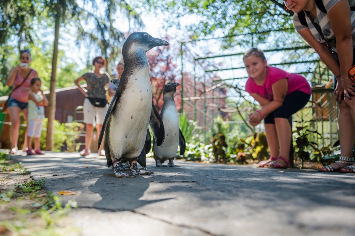 Debrecen Zoo and Amusement Park