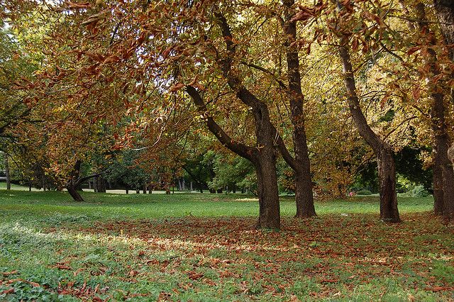 Dendrarium Park