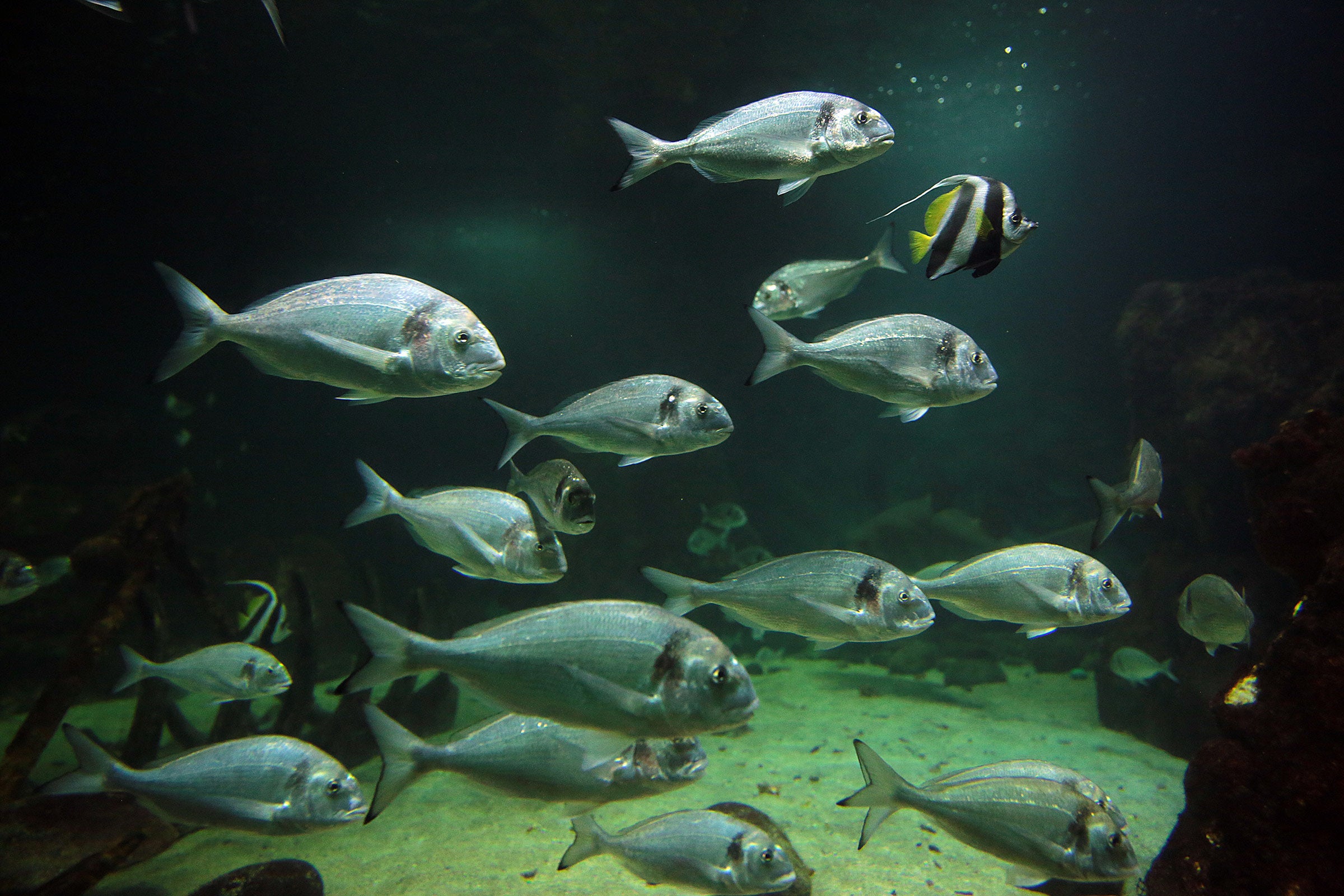 Dingle Oceanworld Aquarium