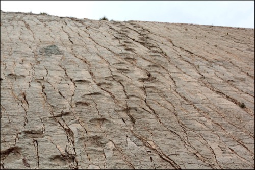 Dinosaur Footprints