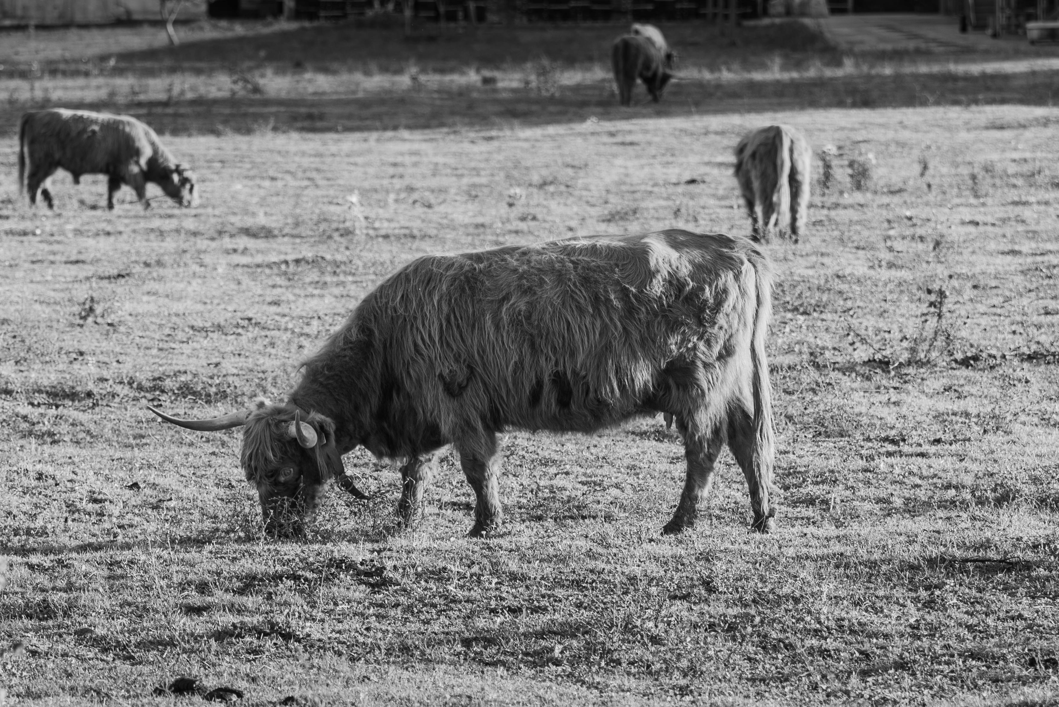 Djakovo Horse-Breeding Farm