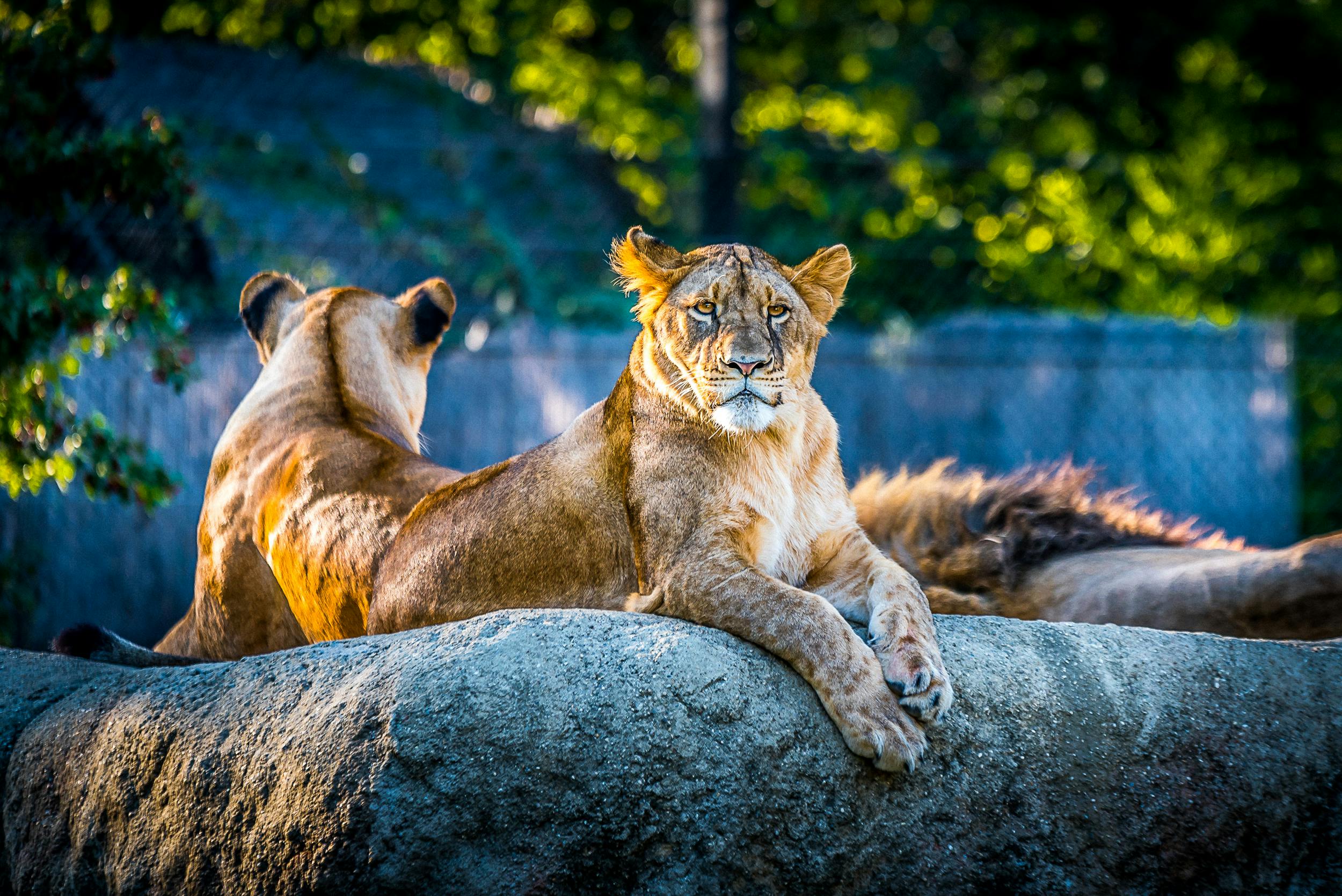 Djakovo Zoo