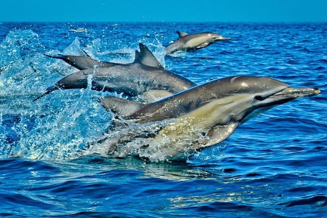 Dolphin Tour