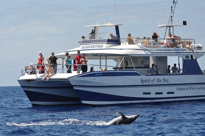 Dolphin and Whale Watching Tour