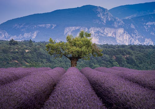 Domaine Laroche