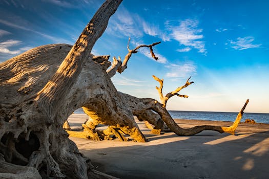 Driftwood Beach