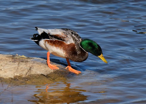 Duck Creek Aqueduct