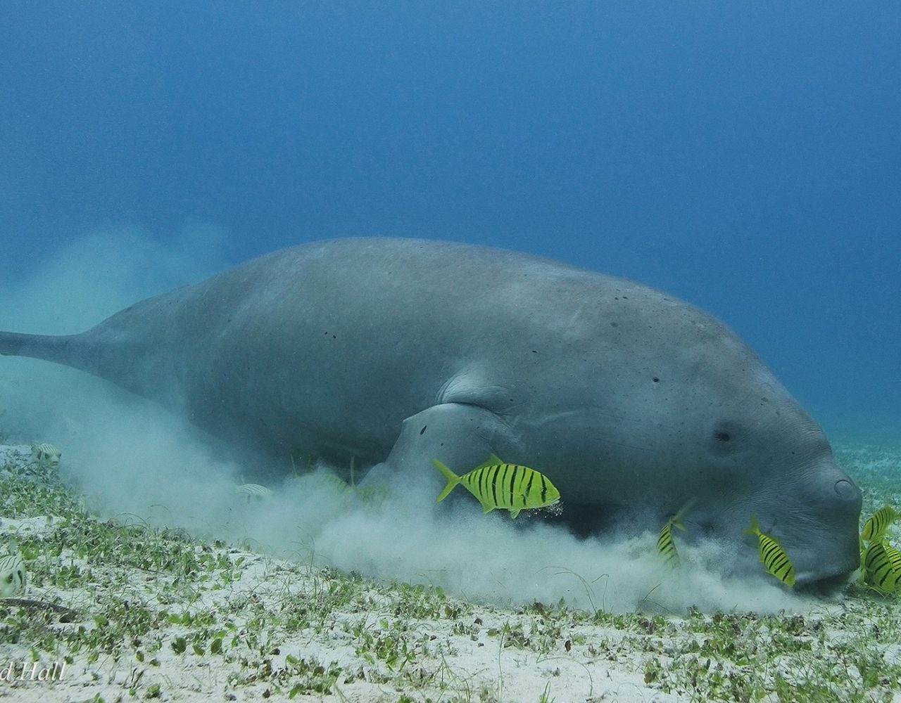 Dugong Watching