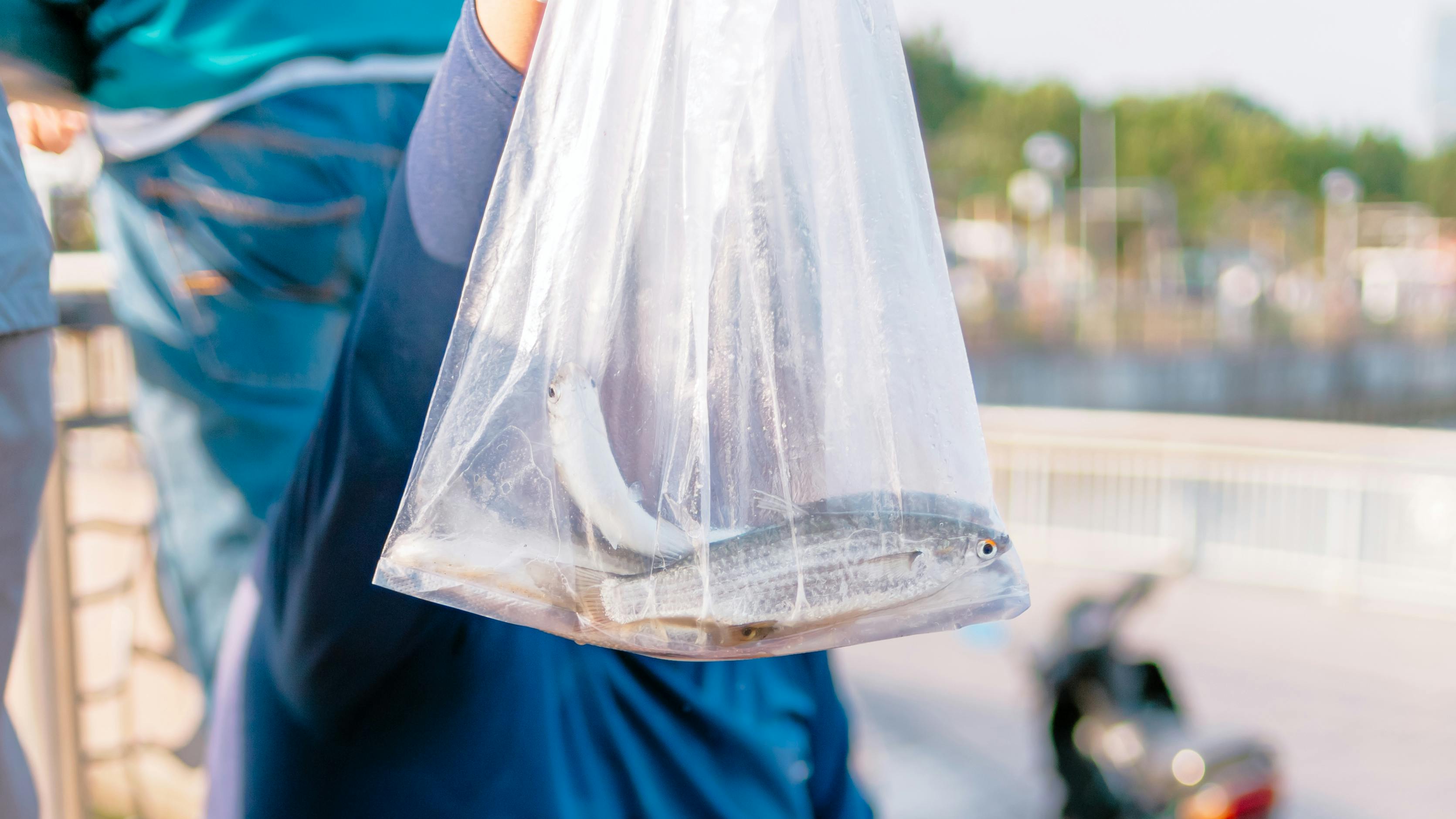 Duqm Fish Market