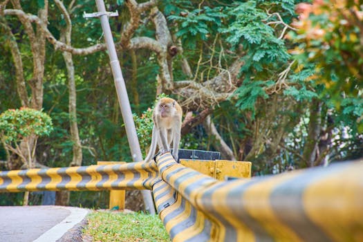 Eagle Feeding at Kuala Selangor