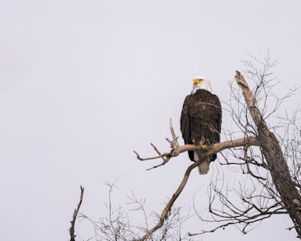 Eagle Harbor