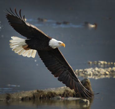 Eagle River Nature Park