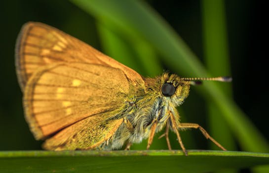 Earnley Butterfly Garden