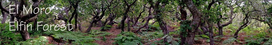 El Moro Elfin Forest Natural Area