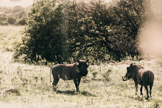 El Pilar Archaeological Reserve for Maya Flora and Fauna