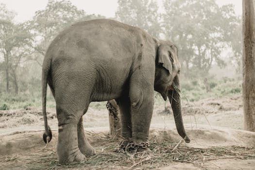 Elephant Breeding Center